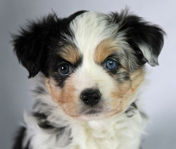 Wiseachers Hoss (Mr. Biggs) a blue merle male Miniature Aussie Wiseachers Hoss (Mr. Biggs) a blue merle male Miniature Aussie