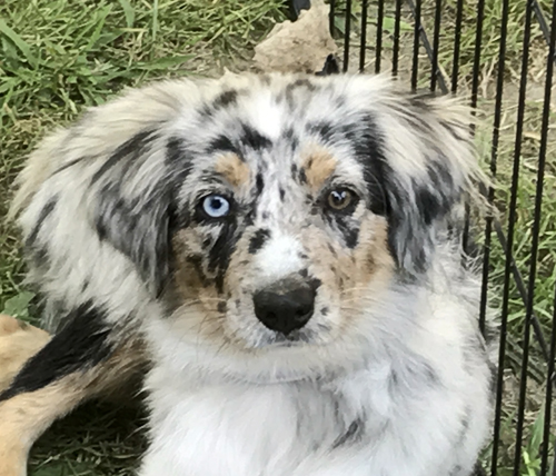 wiseachers miniature australian shepherds - wiseachers belle starr wiseachers miniature australian shepherds - wiseachers belle starr