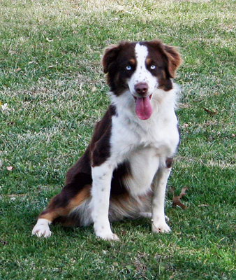 Wiseachers Miniature Aussie Lucy Wiseachers Miniature Aussie Lucy